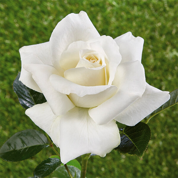 Rose historique