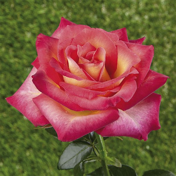 Rosier miniature (nain)